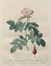 Les Roses:  Rosa villosa, pomifera, 1817-1824. Henry Joseph Redouté (French, 1766-1853). Stipple