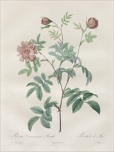 Les Roses:  Rosa cinnamomea, 1817-1824. Henry Joseph Redouté (French, 1766-1853). Stipple and line