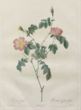 Les Roses:  Rosa indica, 1817-1824. Henry Joseph Redouté (French, 1766-1853). Stipple and line