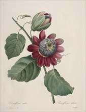 Choix des plus belles fleurs...plus beaux fruits:  Passiflore ailee, 1827. Henry Joseph Redouté