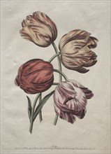 Eight Beautiful Groups of Natural Flowers in Outlines by de la Cour:  Tulips, c. 1770. Robert Sayer