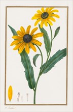 Black-eyed Susan, 1828-1835. Pancrace Bessa (French, 1772-1846). Pencil and watercolor;