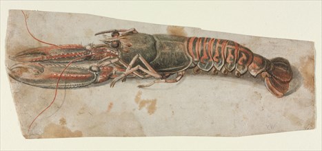 Lobster, 1600s. Anonymous. Brush and black, gray and brown wash, and red watercolor, heightened