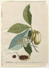 Plantae Selectae:  No. 5 - Anona. Georg Dionysius Ehret (German, 1708-1770), Christopher Jacob Trew