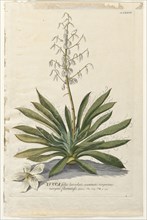 Plantae Selectae:  No. 37 - Yucca. Georg Dionysius Ehret (German, 1708-1770), Christopher Jacob