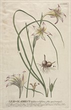 Plantae Selectae:  No. 39 - Lilio-Gladiolus. Georg Dionysius Ehret (German, 1708-1770), Christopher