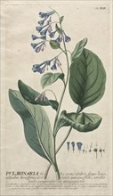 Plantae Selectae:  No. 42 - Pulmonaria. Georg Dionysius Ehret (German, 1708-1770), Christopher