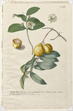 Plantae Selectae:  No. 43 - Guaiaba. Georg Dionysius Ehret (German, 1708-1770), Christopher Jacob