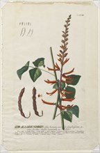 Plantae Selectae:  No. 58 - Corallodendron. Georg Dionysius Ehret (German, 1708-1770), Christopher