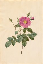 Cabbage Rose (Rosa Centifolia Simplex), 1817-1824. Henry Joseph Redouté (French, 1766-1853).