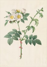 Brier Bush Rose or Dog Rose (Rosa Leucantha), 1817-1824. Henry Joseph Redouté (French, 1766-1853).