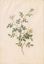Brier Bush Rose or Dog Rose (Rosa Sepium Rosea), 1817-1824. Henry Joseph Redouté (French,