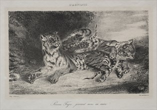 Young Tiger Playing with its Mother, 1831. Eugène Delacroix (French, 1798-1863). Lithograph; sheet: