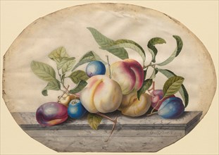 Fruit Arrangement: Peaches and Plumbs on a Slab of Marble, 1742. Georg Dionysius Ehret (German,
