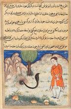 Page from Tales of a Parrot (Tuti-nama): Thirty-seventh night: The prince, a son of the ruler of