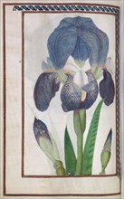 Florilegium: (page 14 verso) blue and white iris, 1608. France, 17th century. Bound manuscript of