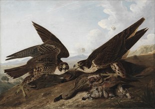 Peregrine Falcons (Duck Hawks), c. 1827. John James Audubon (American, 1785-1851). Oil on canvas;