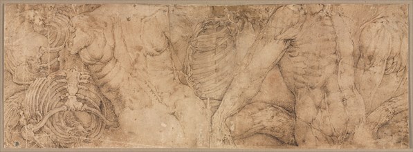 Torsos with Rib Cages, early 1540s. Battista Franco (Italian, c. 1510-1561). Pen and brown ink;