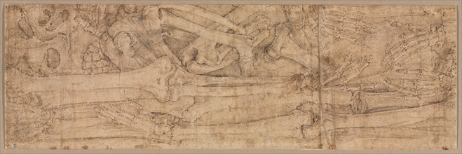 Arm Bones, early 1540s. Battista Franco (Italian, c. 1510-1561). Pen and brown ink with traces of