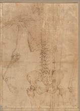 Upper Half of Skeleton from the Back, early 1540s. Battista Franco (Italian, c. 1510-1561). Pen and