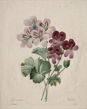 Geranium, 1827. Henry Joseph Redouté (French, 1766-1853). Stipple and roulette