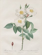 Les Roses:  Rosa Damascena, subalba, 1817-1824. Henry Joseph Redouté (French, 1766-1853). Stipple