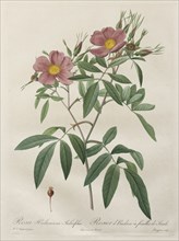 Les Roses:  Rosa Hudsoniana Salicifolia, 1817-1824. Henry Joseph Redouté (French, 1766-1853).