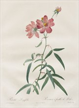 Les Roses:  Rosa Longifolia, 1817-1824. Henry Joseph Redouté (French, 1766-1853). Stipple and line