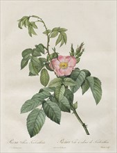 Les Roses:  Rosa Villosa Terebenthina, 1817-1824. Henry Joseph Redouté (French, 1766-1853). Stipple
