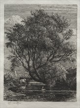 The Willow, 1850. Samuel Palmer (British, 1805-1881). Etching