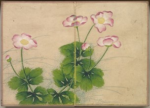 Desk Album: Flower and Bird Paintings (mallow flowers), 18th Century. Zhang Ruoai (Chinese). Album