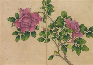 Desk Album: Flower and Bird Paintings (Rose), 18th Century. Zhang Ruoai (Chinese). Album leaf, ink