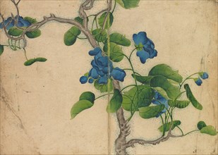 Desk Album: Flower and Bird Paintings (Climbing Blue Flowers), 18th Century. Zhang Ruoai (Chinese).