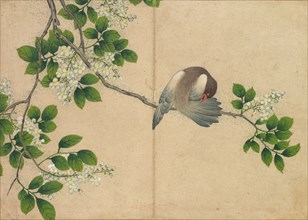 Desk Album: Flower and Bird Paintings (Preening Bird), 18th Century. Zhang Ruoai (Chinese). Album