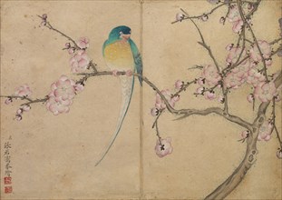 Desk Album: Flower and Bird Paintings (Bird with Plum Blossoms), 18th Century. Zhang Ruoai