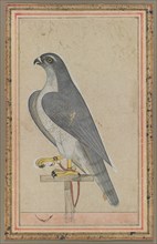 Falcon, c. 1770. India, Pahari, probably Jammu, 18th century. Opaque watercolor on paper; image: 27