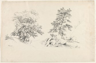 Chestnut and Pine, 1869. David Johnson (American, 1827-1908). Graphite; sheet: 30.5 x 46.9 cm (12 x