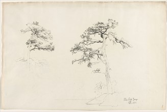 Pine, Lake George, 1871. David Johnson (American, 1827-1908). Pencil;