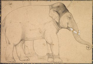 Drawing of an Elephant, c. 1700. India, Mughal School, early 18th Century. Ink on paper; image: 12