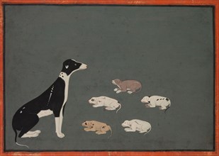 Dog with pups, c. 1780. India, Rajasthan, Ajmer, probably Sawar school, 18th century. Ink and