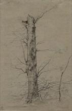 Tree, c. 1835-45. Ludwig Ferdinand Schnorr von Carolsfeld (German, 1788-1853). Graphite and brown