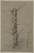 Tree, c. 1835-45. Ludwig Ferdinand Schnorr von Carolsfeld (German, 1788-1853). Graphite and brown