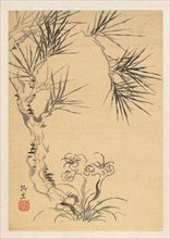 Pine Tree and Fungus, 19th century. Tsubaki Chinzan (Japanese, 1801-1854). Album leaf; ink and