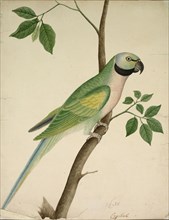 Green Parrot, c. 1820. India, East India Company School, 19th century. Opaque watercolor on paper;