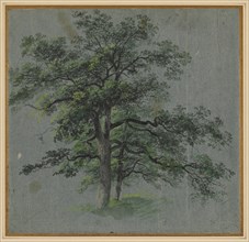 Two Trees, first half 1800s. Johann Jacob Dorner (German, 1775-1852). Brush and black and gray