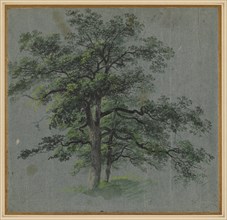 Two Trees (recto) Tree Studies (verso), first half 1800s. Johann Jacob Dorner (German, 1775-1852).