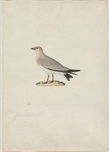 Small Pratincole (Glareola lactea), 1800s. Attributed to Paul Hüet (French, 1803-1869). Watercolor