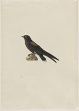 Needle-Tailed Swift (Hirundapus caudaculus), 1800s. Paul Hüet (French, 1803-1869). Watercolor and