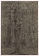 Trees. Leopold Bode (German, 1831-1906). Black chalk, with stumping and erasing; framing lines in