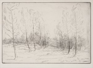 Avenue of Poplars. Alphonse Legros (French, 1837-1911). Drypoint